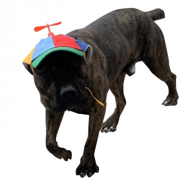  Dog Hats With Funny Propeller