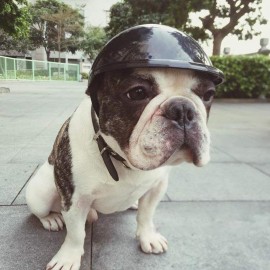 Pet Helmet Hat Dog Ridding Caps